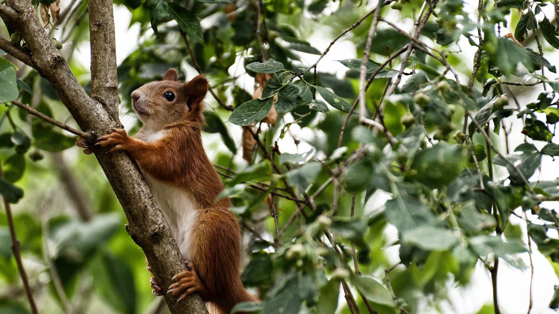 _世界水球锦标赛:激烈角逐展现团队合作_,世界水球最新排名