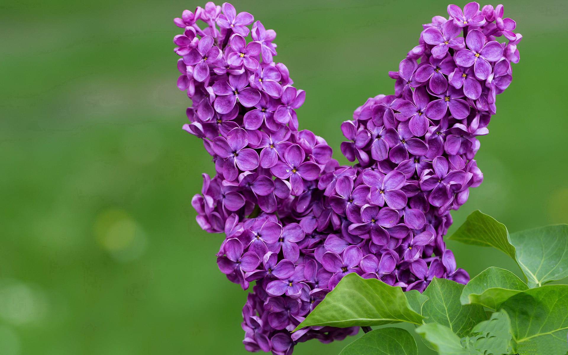 _世界环游游泳挑战赛:跨越五大洲的极限奔赴_,2021世界游泳比赛