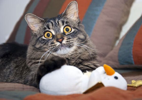 _水上特技秀:速度与美感的极致融合_,水上pk