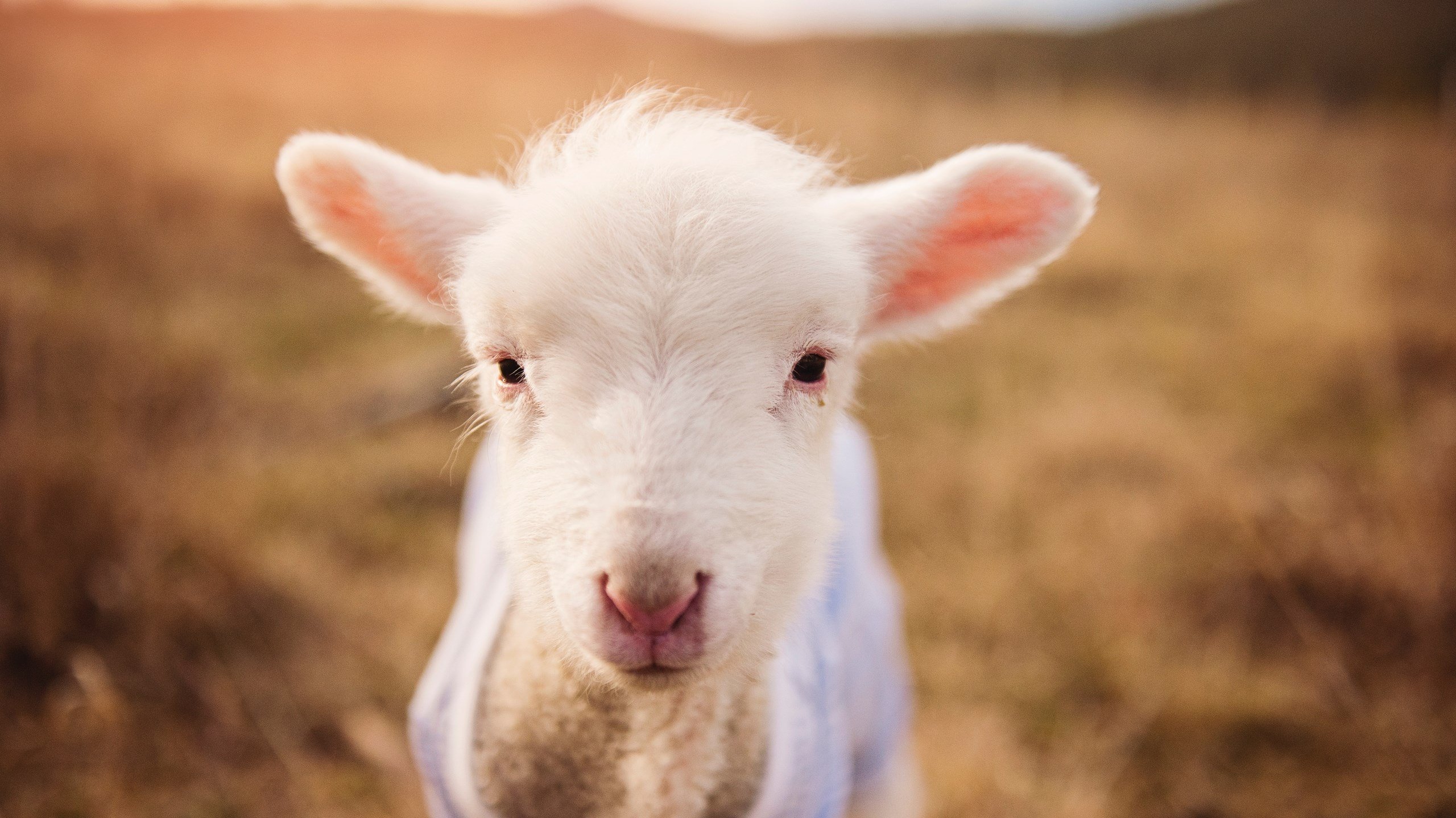 “球场趣闻:NBA那些爆笑又令人感动的故事”,nba搞笑的事