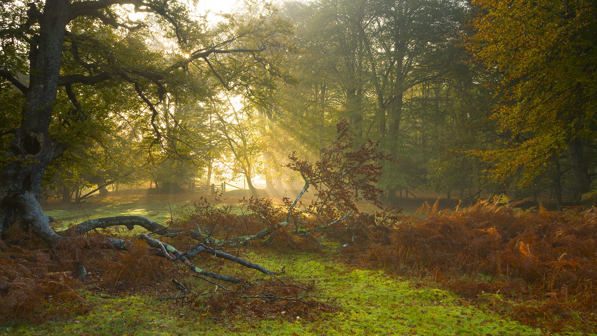 【比赛分析】奥沙利文:如何利用罚分扰乱对手节奏?,奥沙利文比赛练球