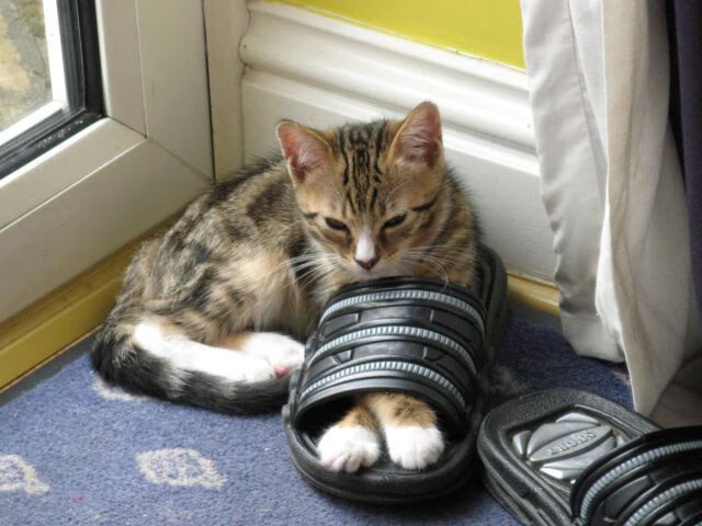 全国青少年“科技赋能”青训系统在南京全面铺开，开启数字化青训新时代