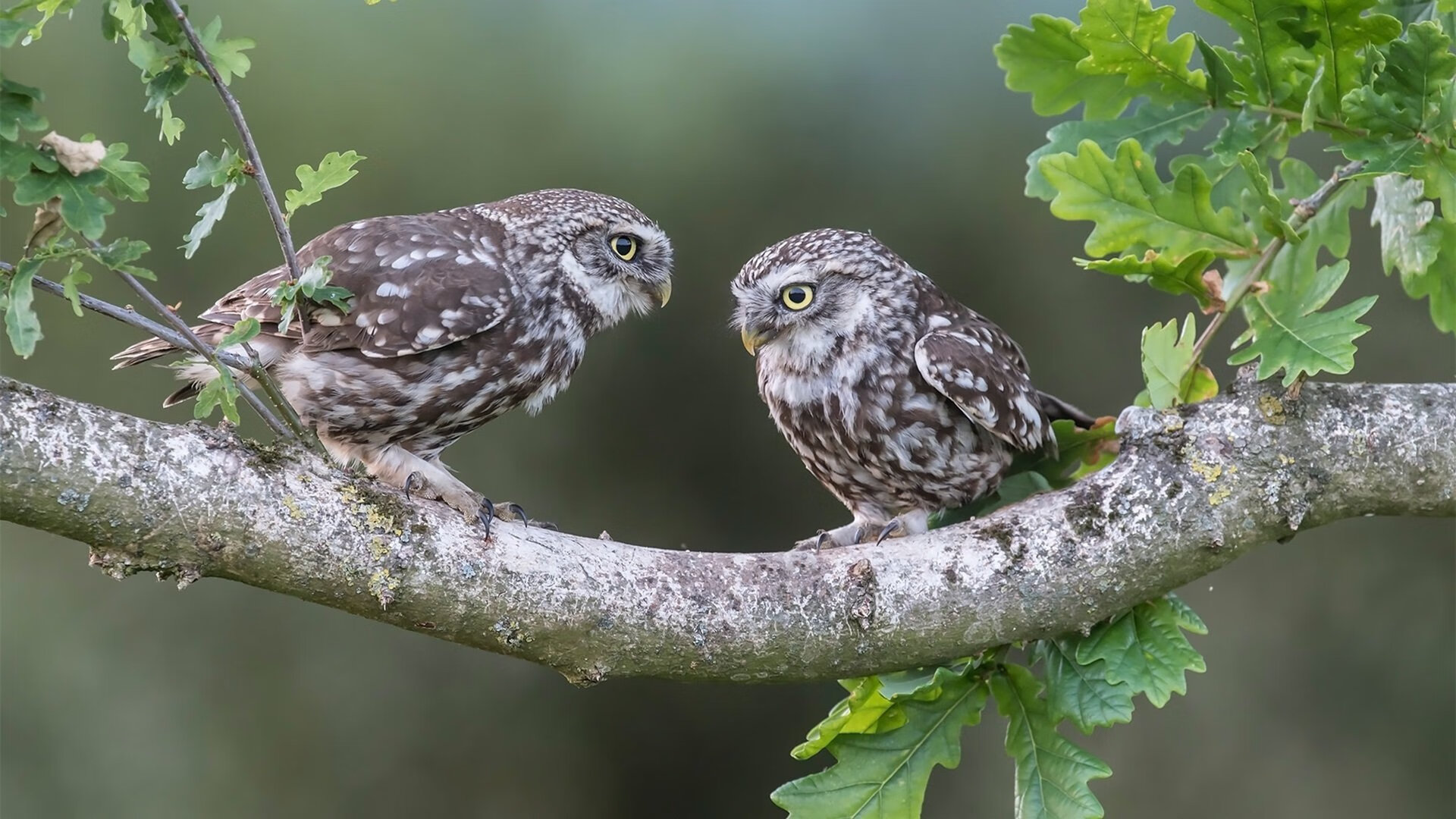史上最年轻“冠军得主”首次亮相欧冠，最年轻的欧冠冠军球员