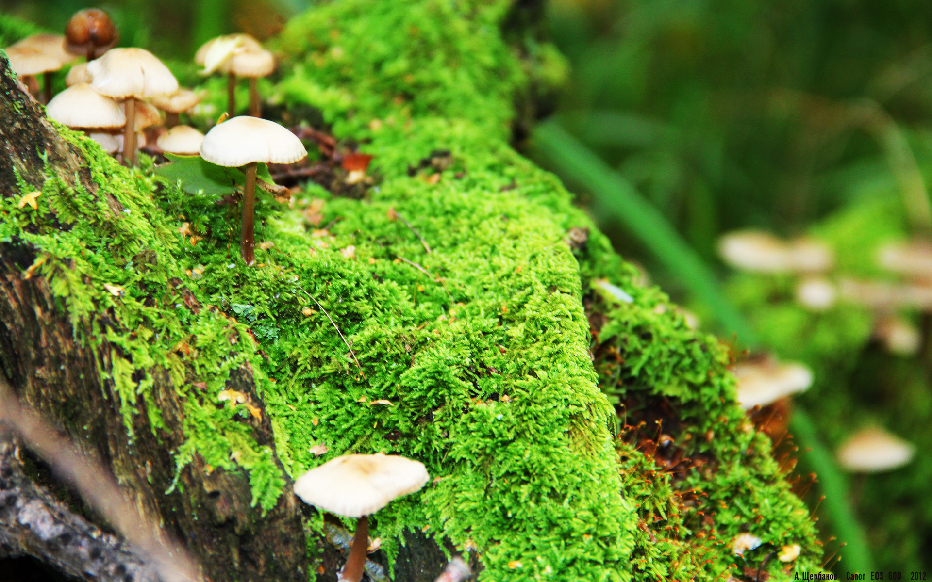 《掘金替补席贡献有限,球队深度成疑》,掘金队薪资和选秀权情况