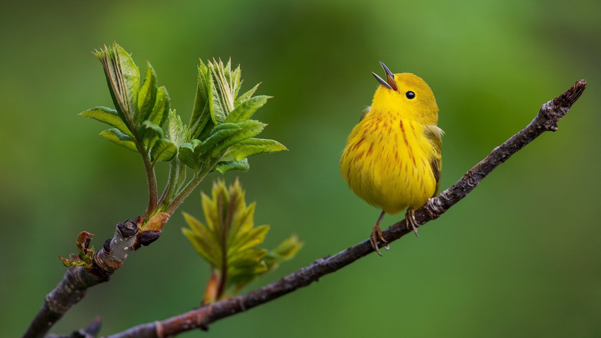 布鲁诺·卡博克洛在NBA夏季联赛中展现适应能力，布洛克vs卡里