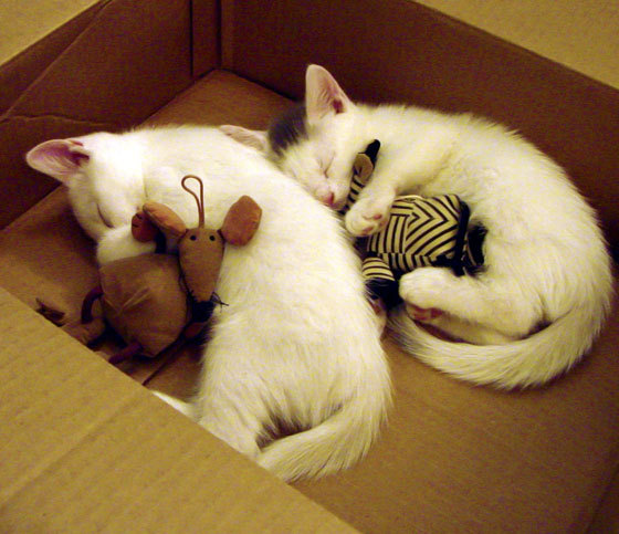 意甲是否可通过数字转型扩大影响力,意甲体系