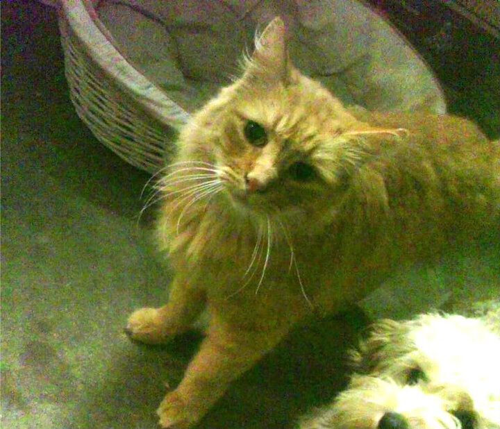 意甲是否能通过稳定战术风格赢回球迷,意甲开始