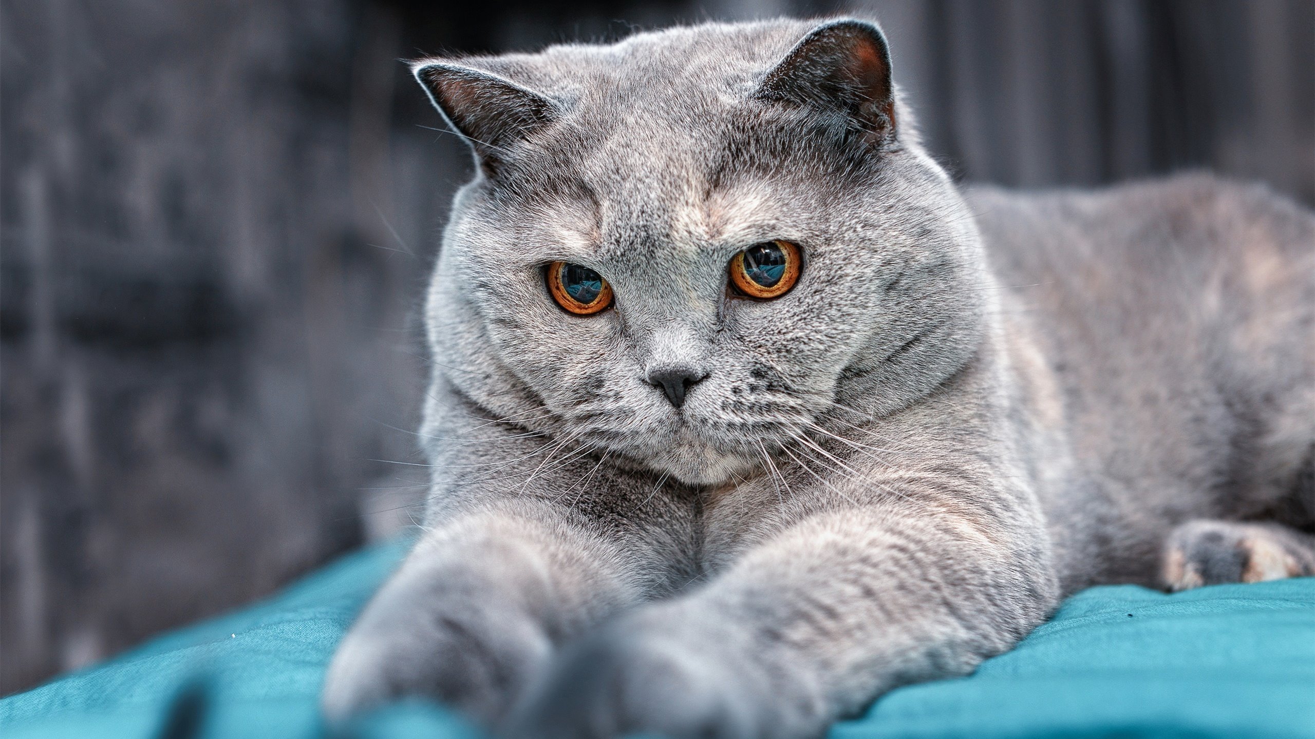 意甲最新积分榜，AC米兰实现逆袭，意甲ac米兰引援最新新闻