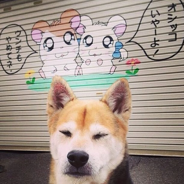 桑德兰客战纽卡，北东部德比激烈火拼，桑德兰队