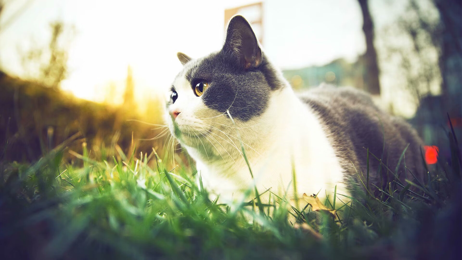 皇家社会能否继续从青训系统汲取活力,皇家社会强吗