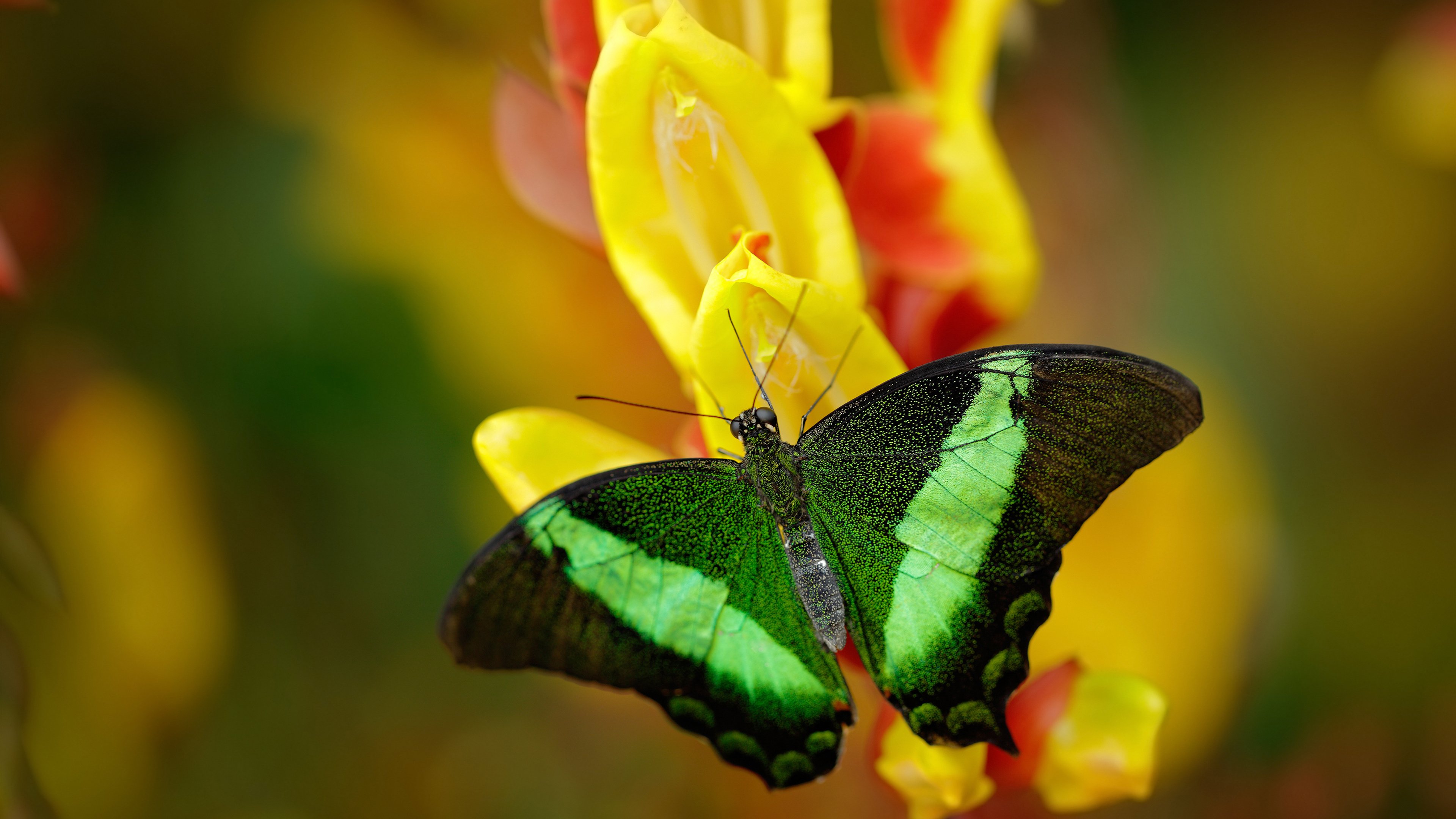 线上普拉提课程兴起,满足不同人群需求,网上普拉提教学视频谁的好