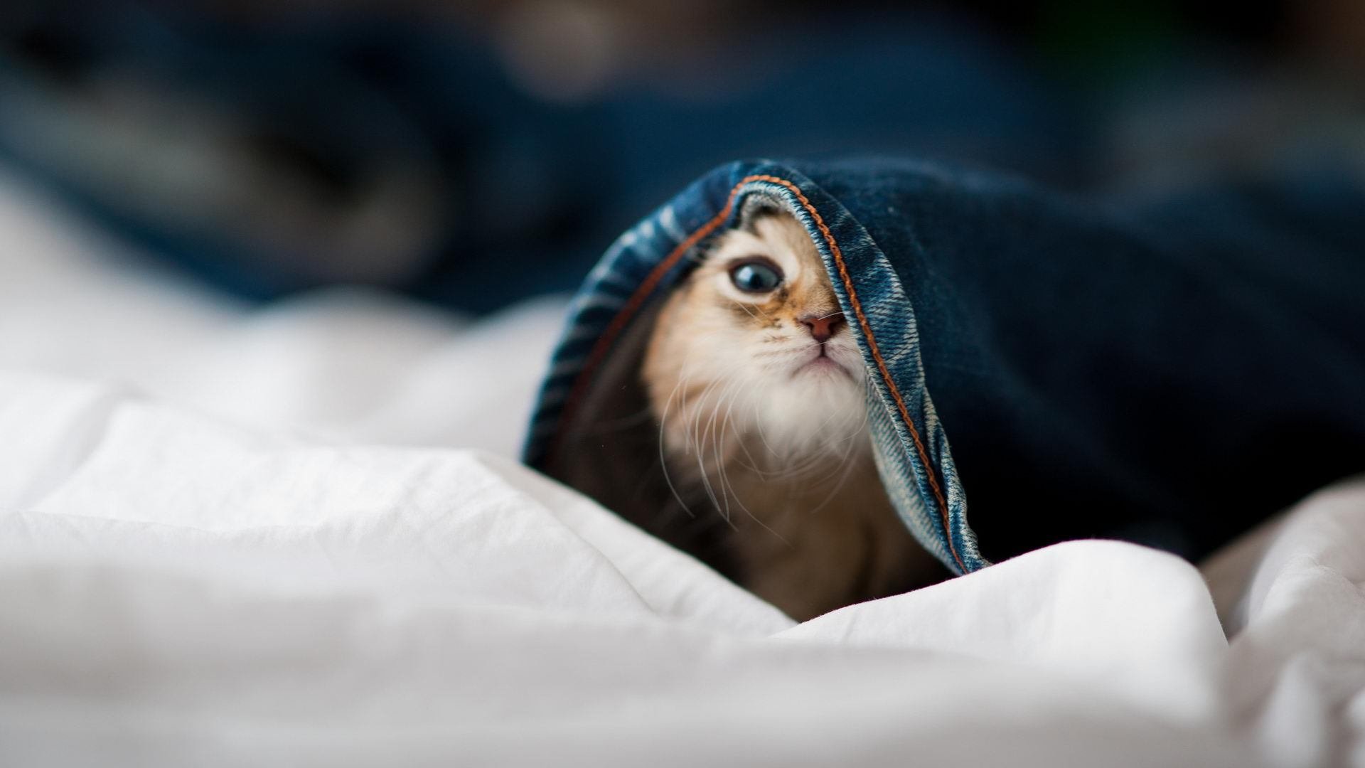 荷兰成功击败瑞士,晋级欧国联附加赛,荷兰国家队对标