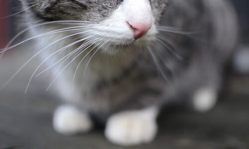 足坛巨星风采出尽,锋线火力全开令对手无可奈何,足坛最强锋线