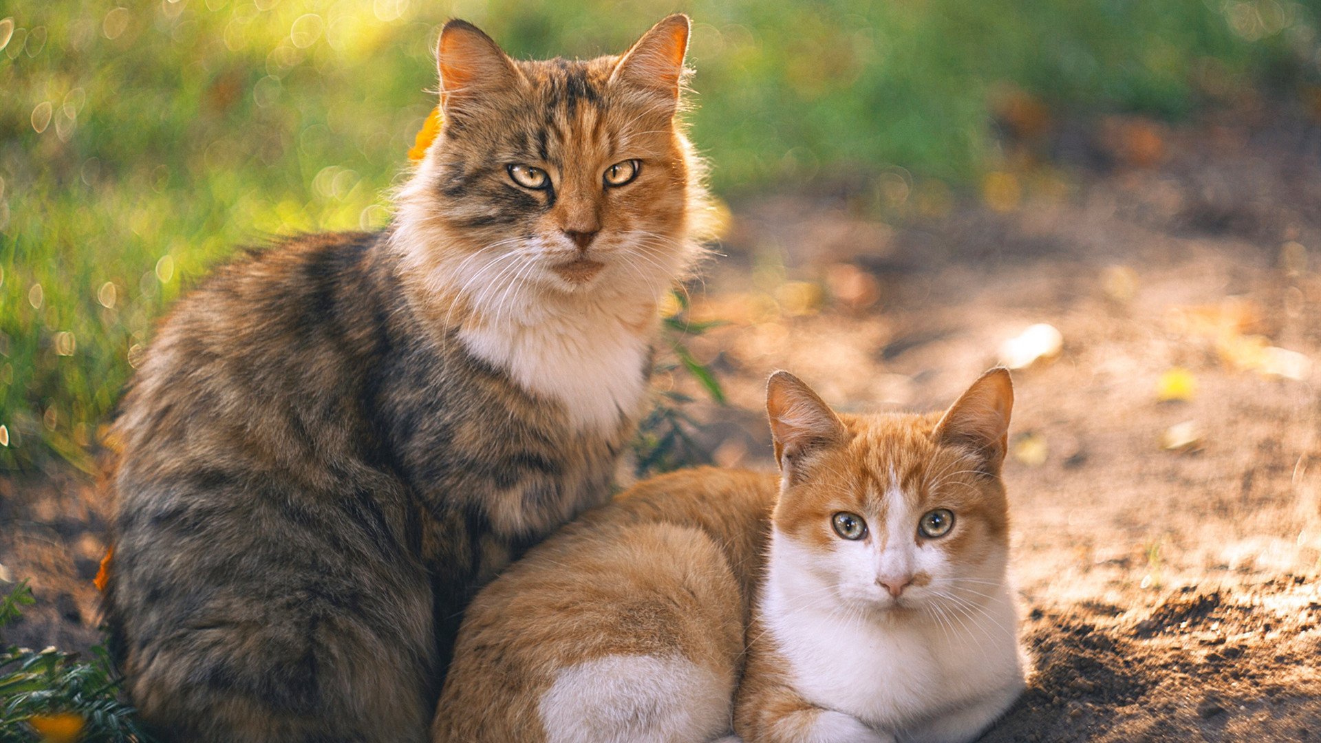 足球专业媒体是否发挥了应有舆论监督角色，足球权威媒体有哪些