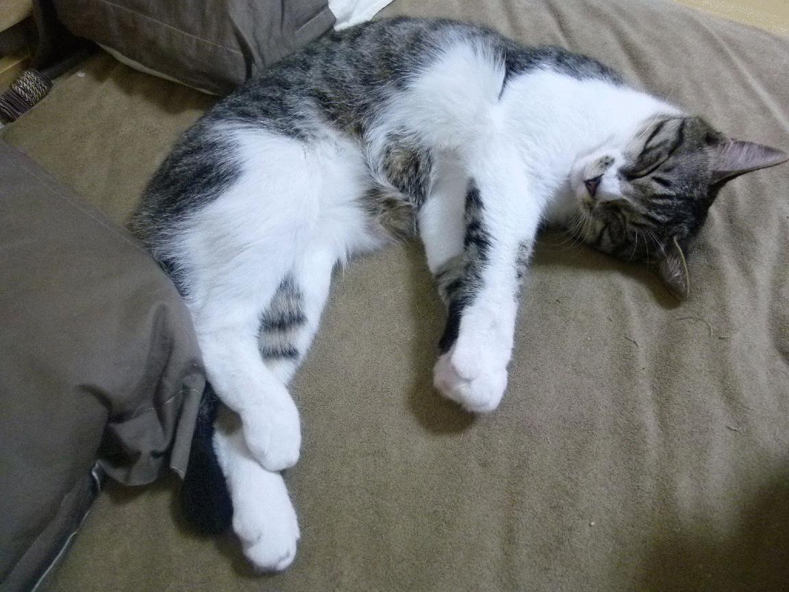 高压打法是否让球员职业生涯缩短,高压球是对付对方什么时运用的战术