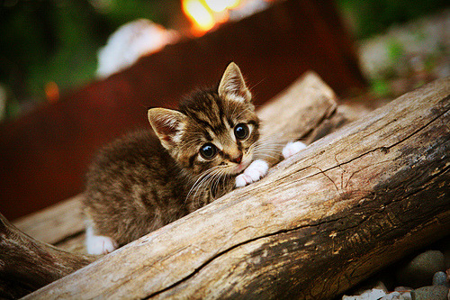 埃及赛制的潜力:如何从赛事中发现新兴人才,埃及乙组比赛