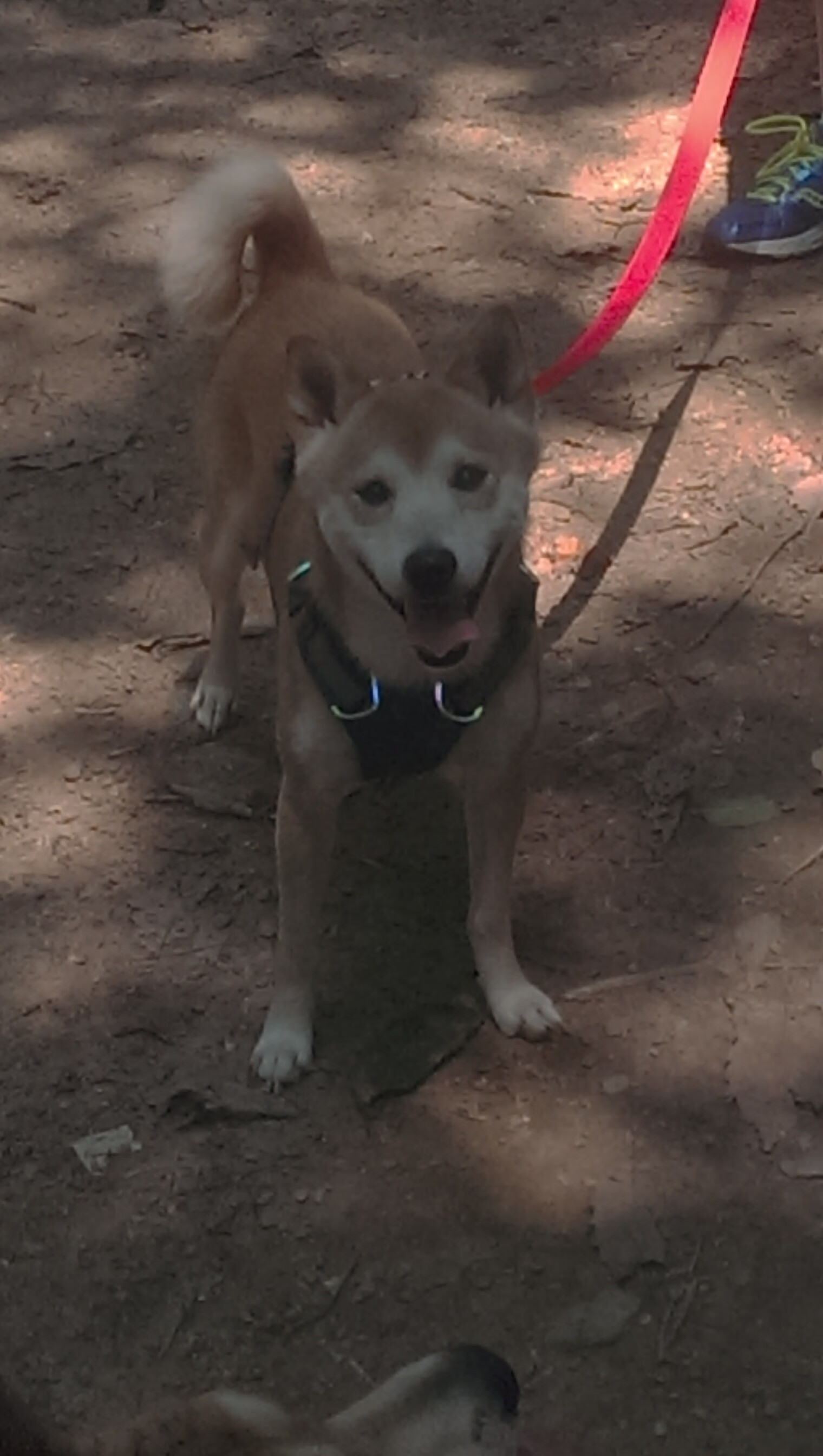 乐鱼体育APP官方下载-多特蒙德高压战术抢占场面主动权，多特蒙德2020