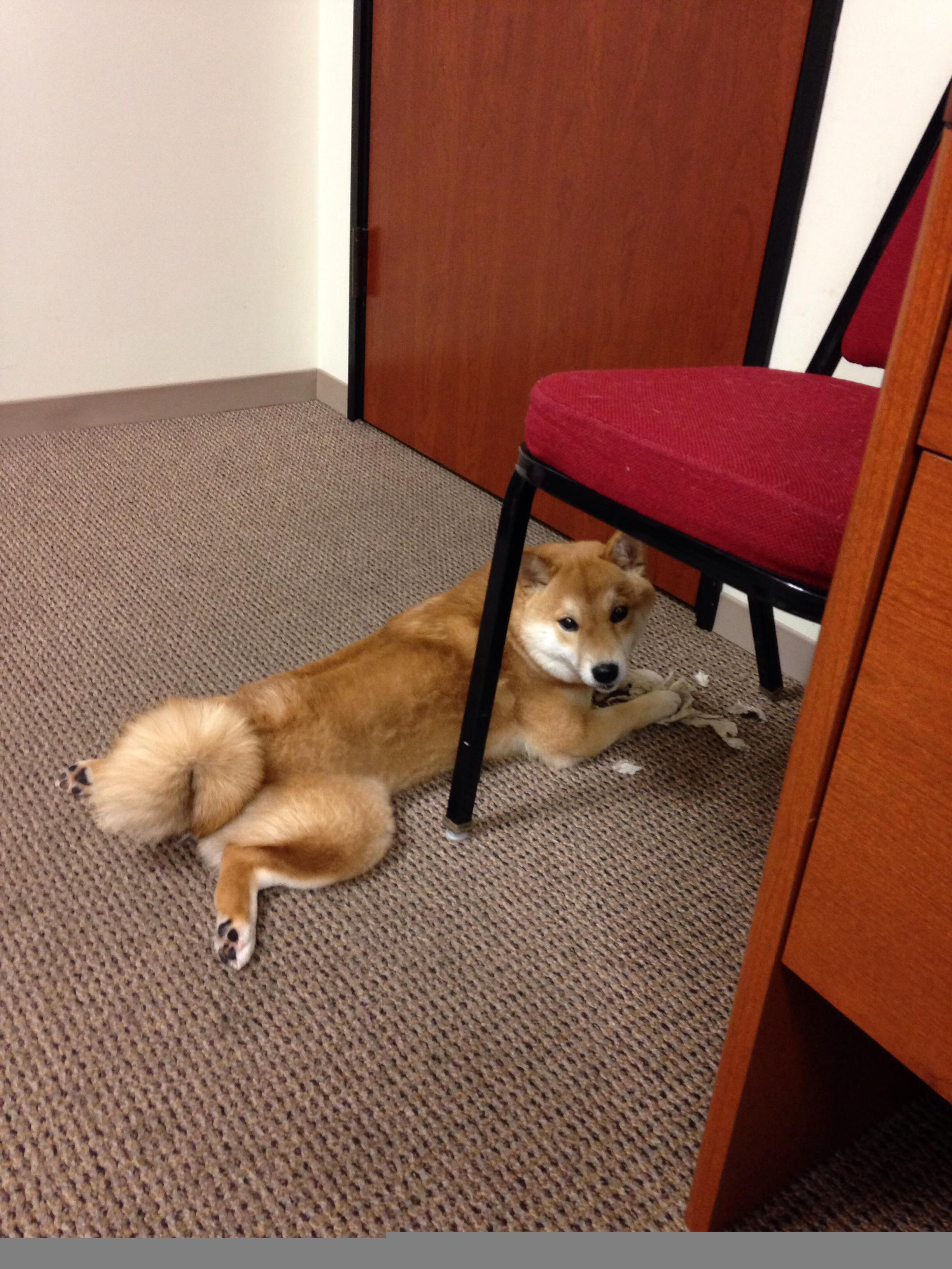 辽宁飞豹外线投射火力全开展现统治力，辽宁飞豹吧 百度贴吧