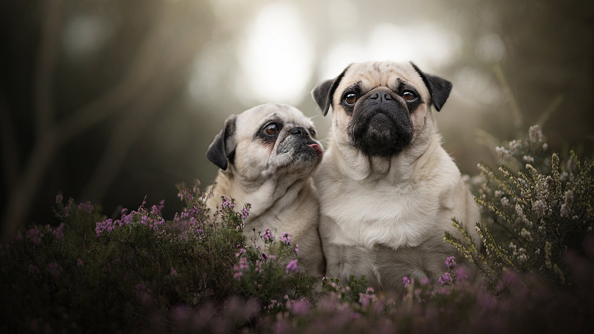 德甲百变策略:变化多端,精彩纷呈!