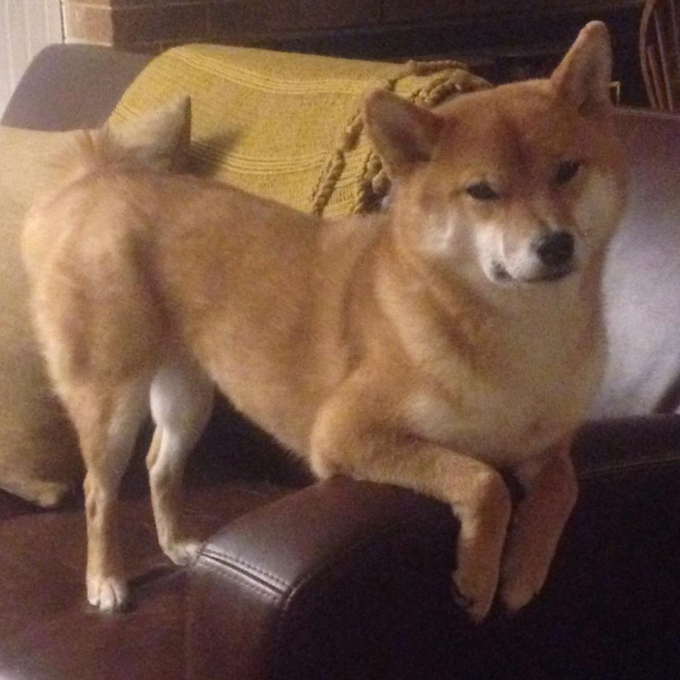 英超冲刺高潮:精彩不停,悬念不断!,英超read