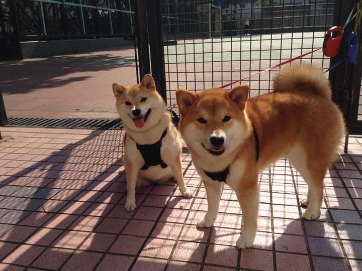 赛季后期调整阵容球队打法更趋灵活多变,新赛季季后赛对阵