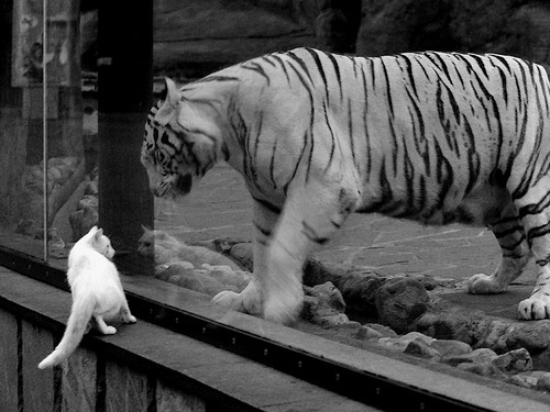 陈艺文赛后谈跳水心态,陈艺文领奖